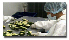 Producción de palta 1