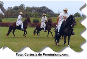 caballo-peruano-de-paso-en-mamacona