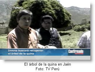 el-arbol-de-la-quna-en-jaen