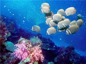 dia-mundial-de-los-oceanos-300x200