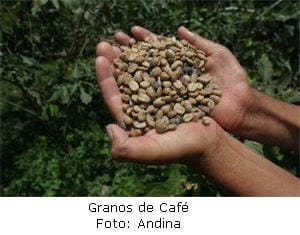 granos de café