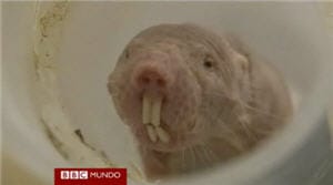 Rata topo lampiña resitente al cáncer