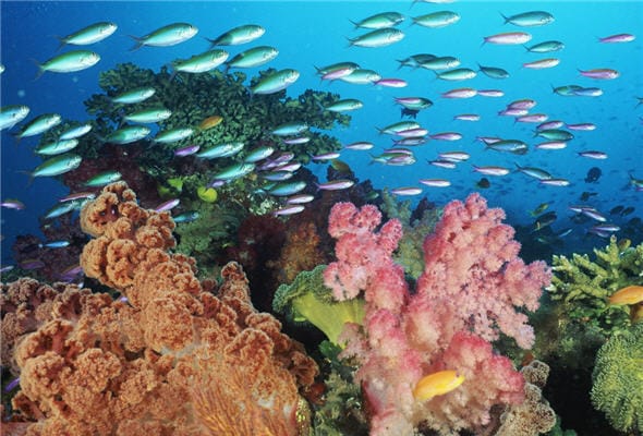 Coral