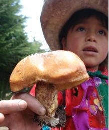 hongos comestibles, producto alimenticio - noticias