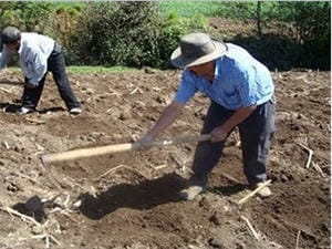 Día del Campesino: Hombre arando la tierra.