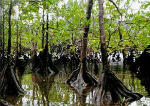 Santuario Nacional Manglares de Tumbes Humedal de Tumbes