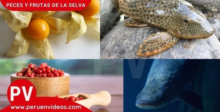 Imagen de frutas, paiche y carachama de la selva peruana