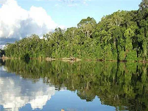 Selva peruana Imagen de la flora y río de la Selva peruana