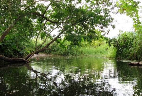 Selva Peruana, gastronomía selvática - noticias