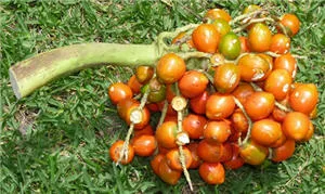 Selva peruana, Pijuayo Imagen del Pijuayo, palmera selvatica, chonta.