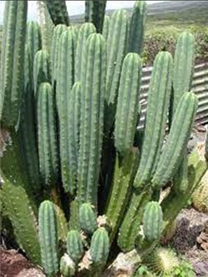 Cactus de San Pedro