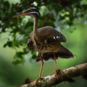 Biodiversidad de Tambopata: Una de las especies de aves en la Reserva Nacional Tambopata en Madre de Dios.