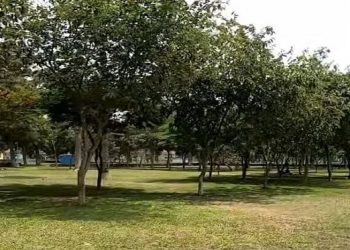 Árboles del Parque Zonal Sinci Roca