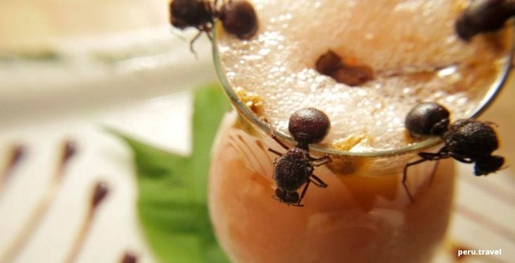 Chuchuhuasi: Potente bebida afrodisíaca de la Selva Peruana