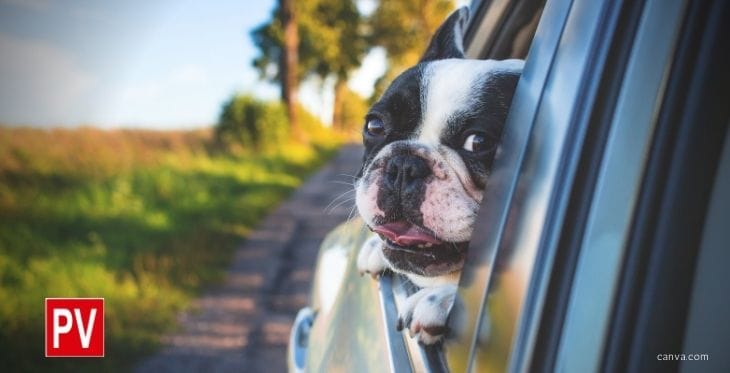 Accesorios para viajar con perros en el automóvil