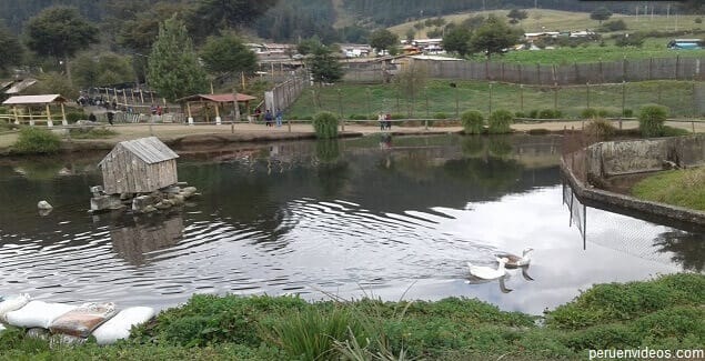 Animales de la Granja de Porcón en Cajamarca