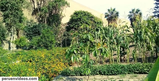Cultivos en Eco Truly Park, en el post para saber cómo llegar.