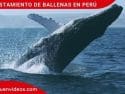 Avistamiento de ballenas en Perú