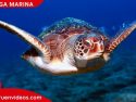 Imagen de una tortuga nadando bajo el agua