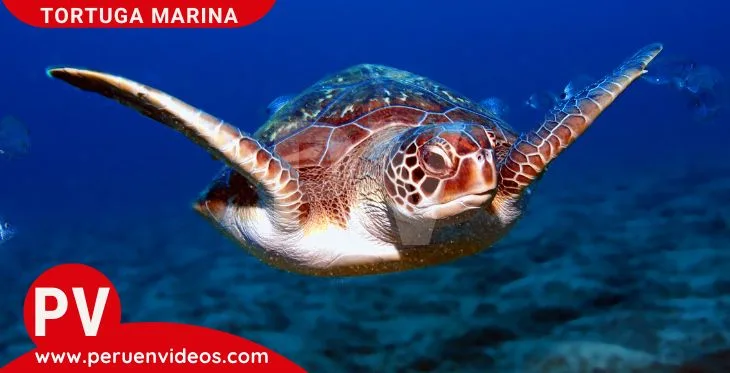 Imagen de una tortuga nadando bajo el agua