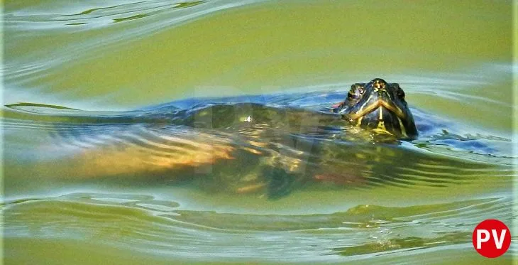 Imagen de una tortuga que sale a la superficie del agua para respirar