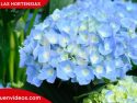 Flor de hortensia en color azul