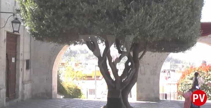 Frondoso árbol del Olivo en el Mirador de Yanahuara en Arequipa.