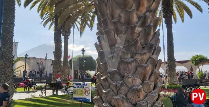 Mirador de Yanahuara, árbol de olivo y Misti visto detrás de las palmeras de la plaza del distrito arequipeño.