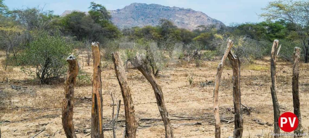 Bosque Pomac en Chiclayo, Lambayeque