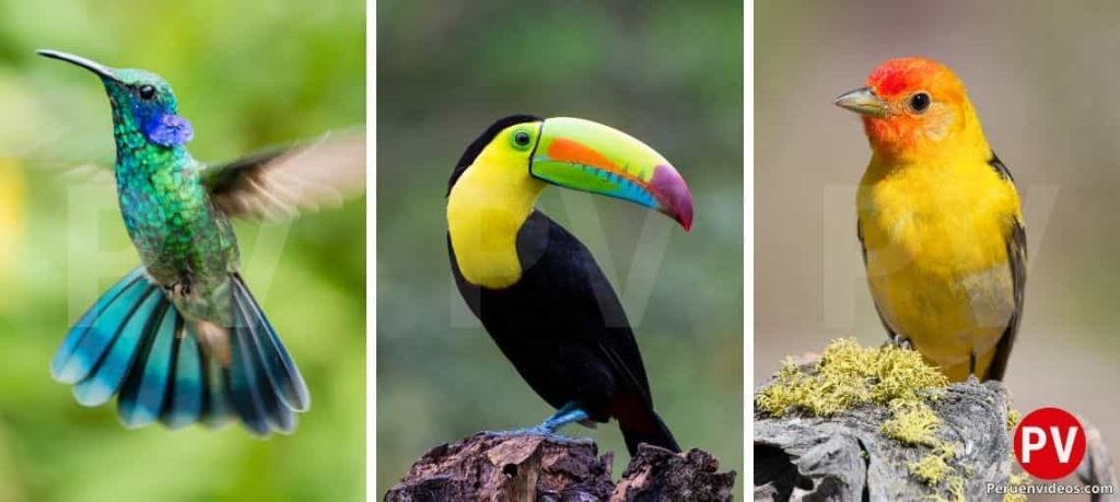 Colibrí, tucán y tangara, aves del departamento de Amazonas