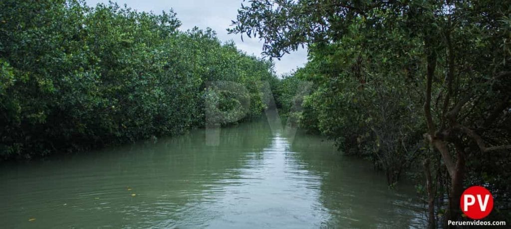 Agua en medio de abundante vegetación en los Manglares, uno de los lugares turísticos de Tumbes.