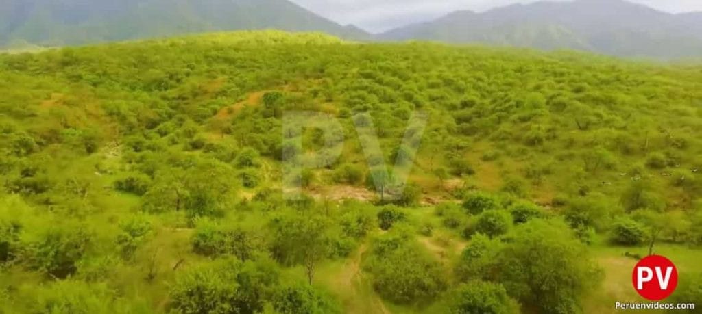 Vegetación abundante en el Parque Nacional cerros de Amotape