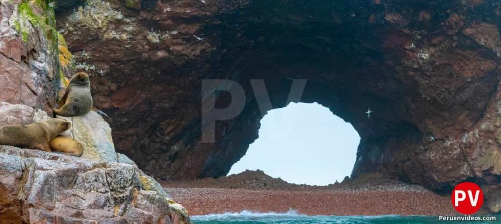 Lobos marinos reposando en las rocas de las Islas Ballestas. Se ve el mar y un túnel al fondo del paisaje.