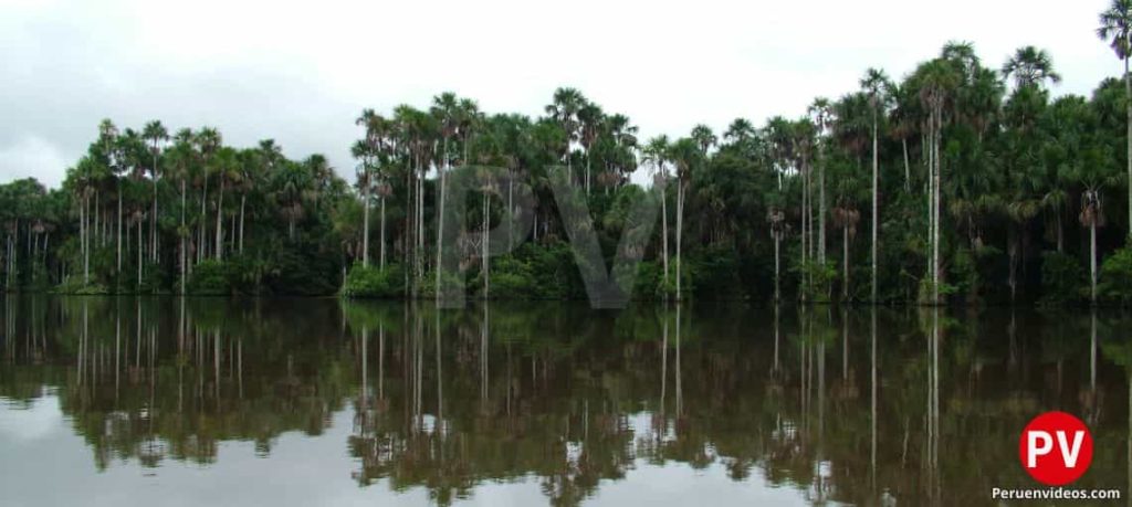 Agua espejo con la vegetación al fondo del lago Sandoval, uno de los lugares turísticos de Madre de Dios.