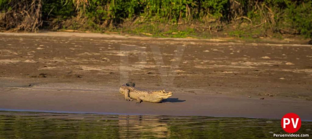 Un cocodrilo saliendo del río en el Parque Nacional del Manu.