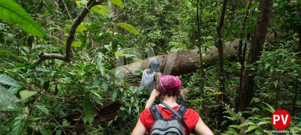 2 personas caminando en medio de la densa vegetación de la selva.