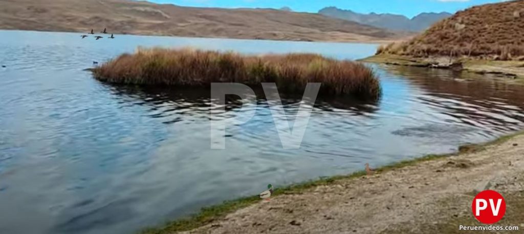 El agua, vegetación y aves de la Laguna Punrún, uno de los bellos lugares turísticos de Pasco.