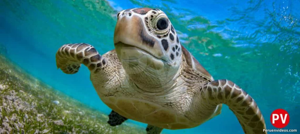 Tortuga nadando dentro del mar y mirando a la cámara.