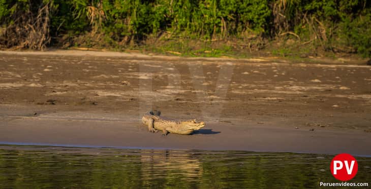 Un caimán en la orilla del río en la Reserva Nacional del Manu