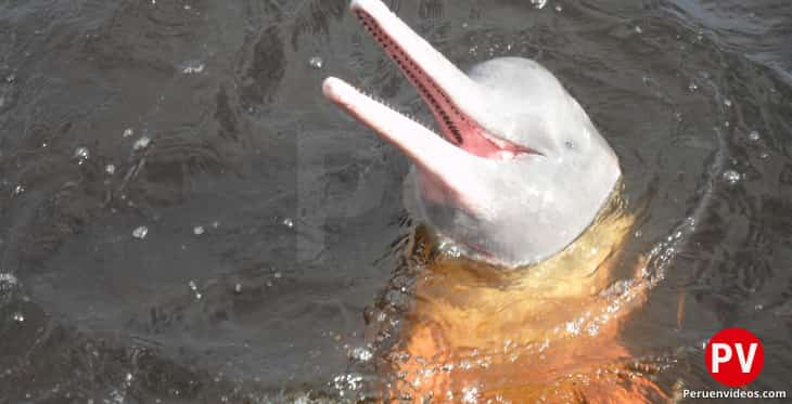 El delfín rosado sacando la cabeza del agua en el Manu