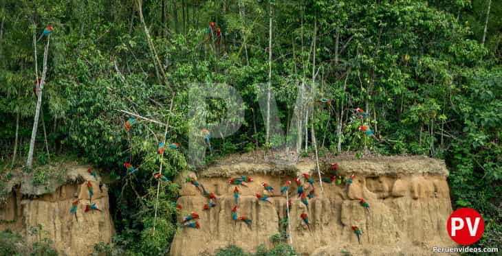 Numerosos coloridos loritos en el entorno tropical del Manu.