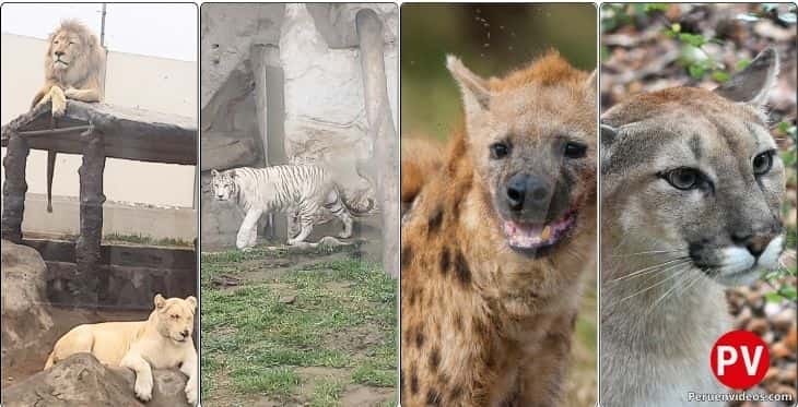 León, tigre blanco, hiena y puma en el felinario del Parque de las Leyendas Huachipa