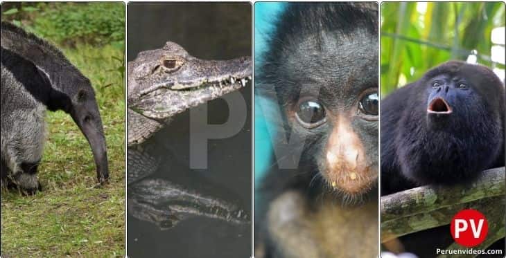 Oso hormiguero, caimán, maquisapa y mono aullador en la zona selva del Parque de las Leyendas Huachipa