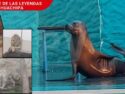 Lobo marino, jirafa, león y togre blanco en el parque de las leyendas Huachipa